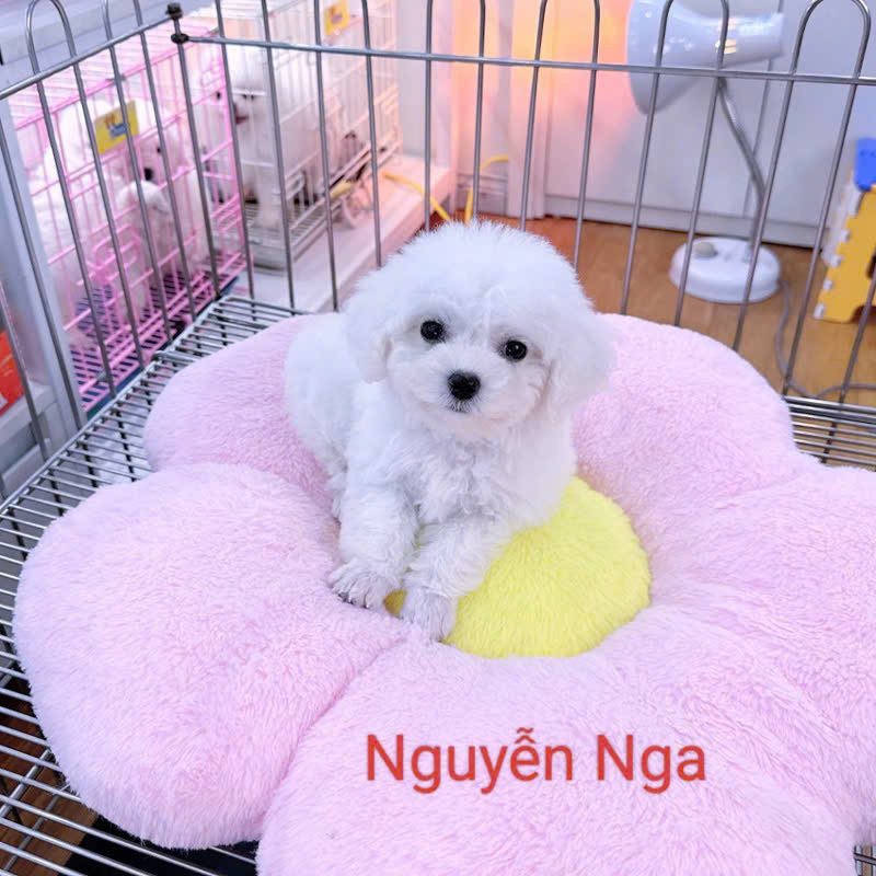 Chó Poodle - PD 18660